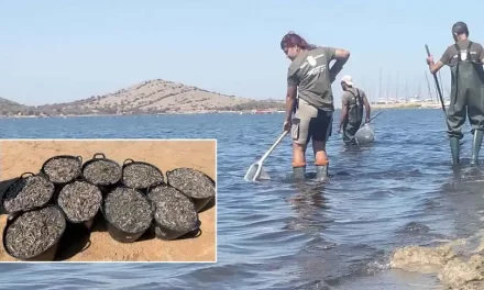Pierden hasta un 80% de la pesca en el Mar Menor, Murcia