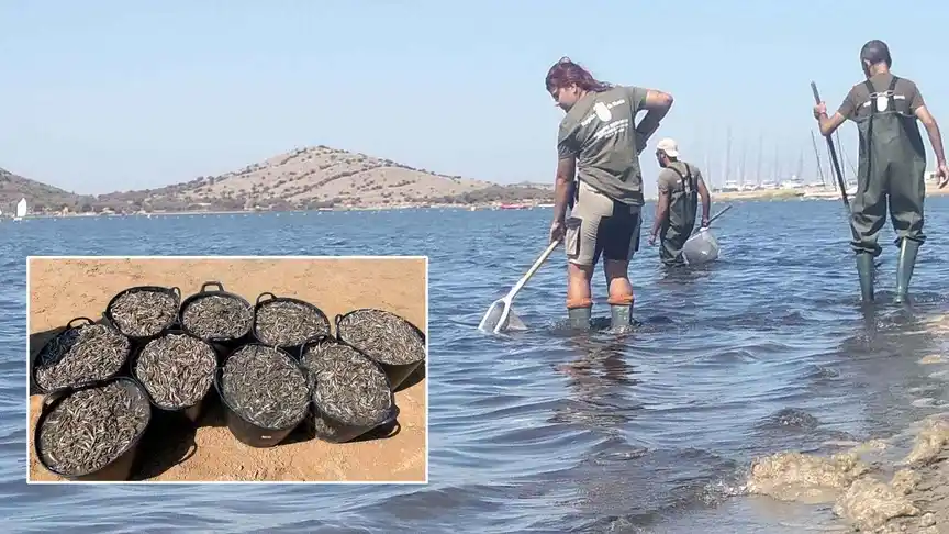 Pierden hasta un 80% de la pesca en el Mar Menor, Murcia