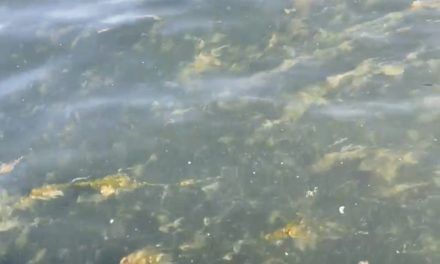 Denuncian la aparición de una franja de dos kilómetros de algas en el Mar Menor, la laguna salada de Murcia
