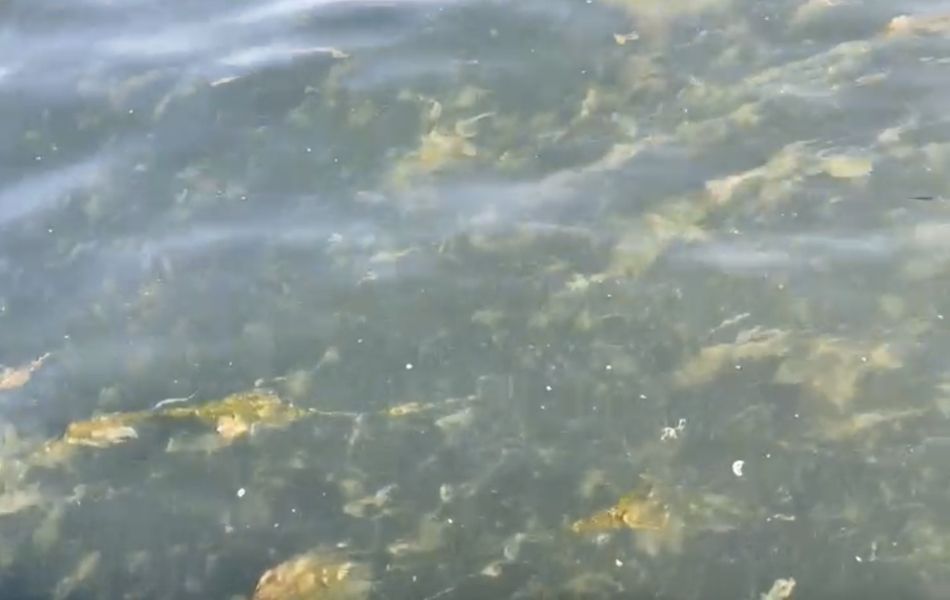 Denuncian la aparición de una franja de dos kilómetros de algas en el Mar Menor, la laguna salada de Murcia
