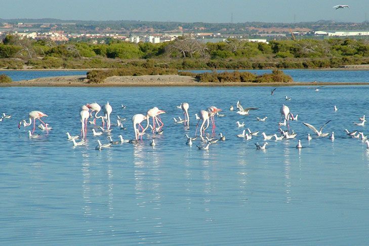 Turismo de San Pedro del Pinatar invita a conocer el Parque Regional de Salinas y Arenales durante la Semana Santa 2022