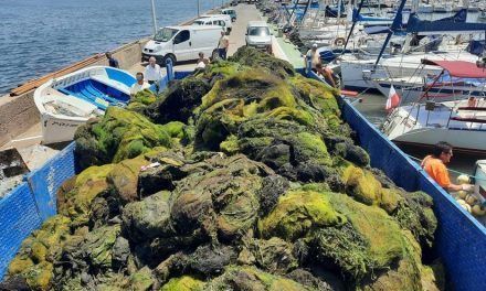 El Gobierno murciano retira seis veces más de biomasa del Mar Menor en 2022 que en años anteriores