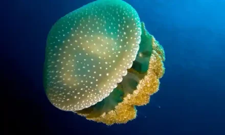 Medusa manchada australiana en el Mar Menor