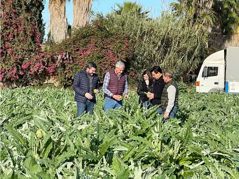 La Región de Murcia es la mayor exportadora de alcachofa de España